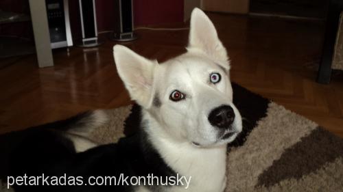 İce Erkek Sibirya Kurdu (Husky)