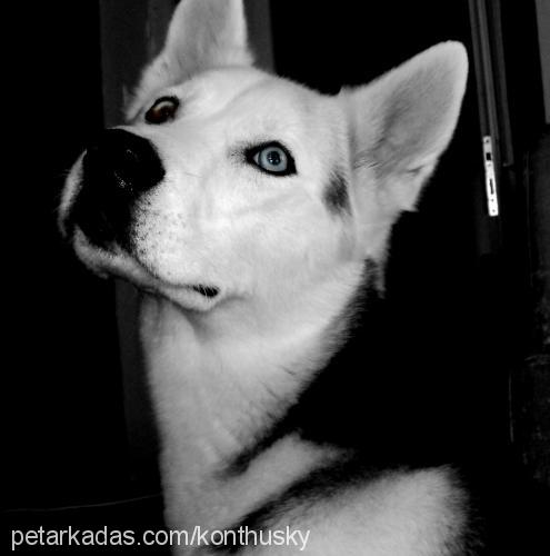 İce Erkek Sibirya Kurdu (Husky)