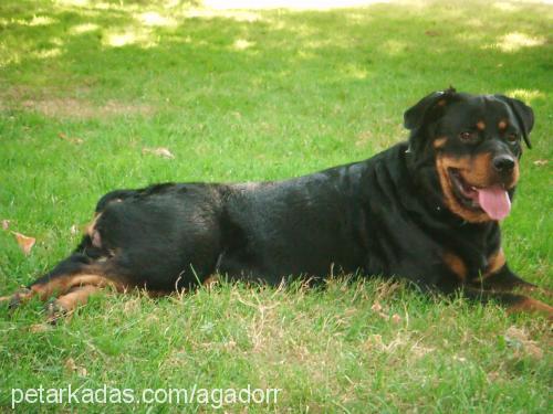 bihter Dişi Rottweiler