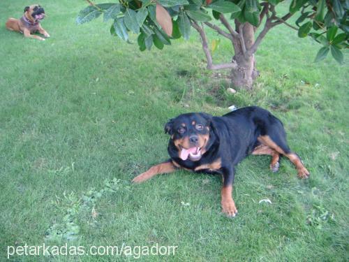 bihter Dişi Rottweiler