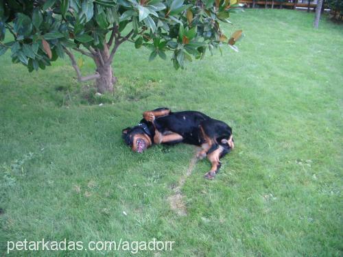 bihter Dişi Rottweiler