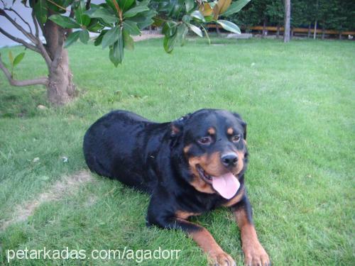 bihter Dişi Rottweiler