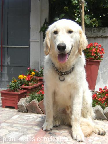 pascal Erkek Golden Retriever