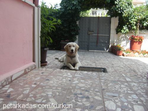 pascal Erkek Golden Retriever