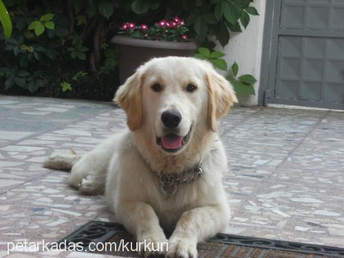 pascal Erkek Golden Retriever