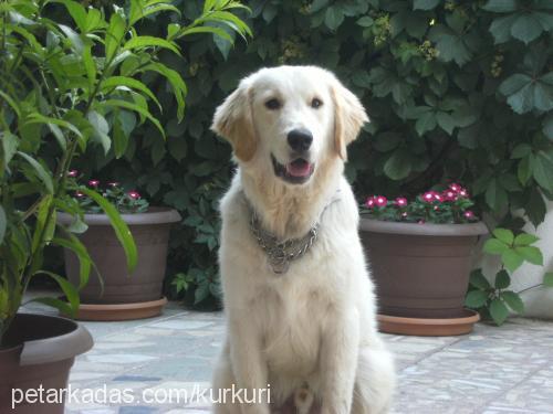 pascal Erkek Golden Retriever