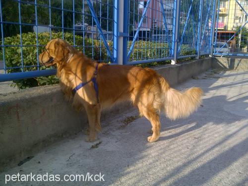 rex Erkek Golden Retriever