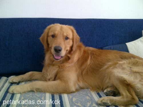 rex Erkek Golden Retriever