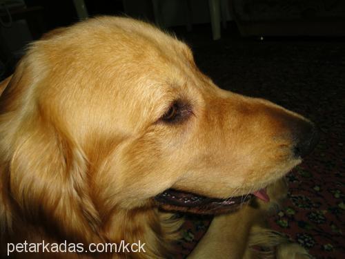 rex Erkek Golden Retriever