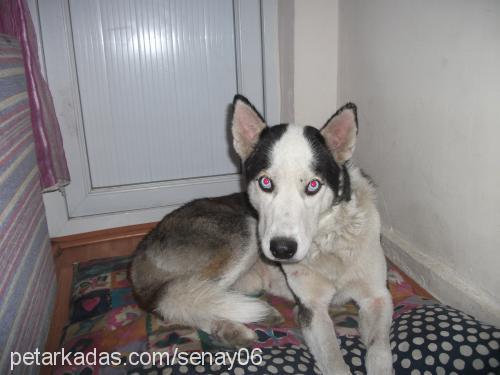 lİz Dişi Sibirya Kurdu (Husky)