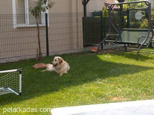 gofret Erkek Golden Retriever