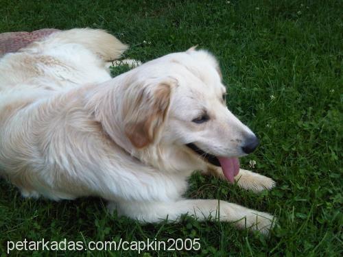 gofret Erkek Golden Retriever