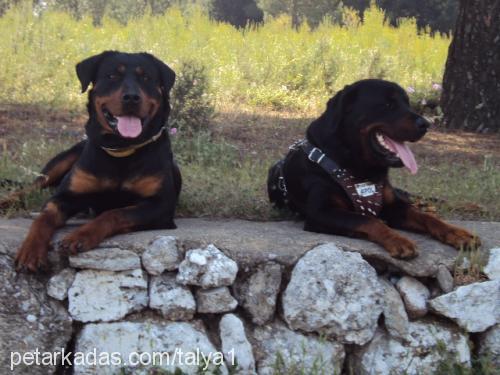 talyaveapollo Dişi Rottweiler