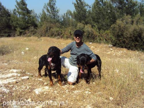 talyaveapollo Dişi Rottweiler