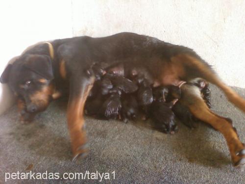 talyaveapollo Dişi Rottweiler