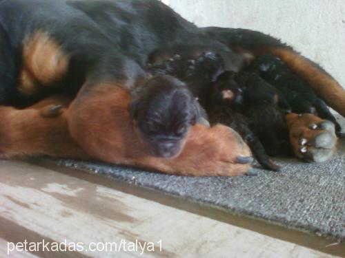 talyaveapollo Dişi Rottweiler