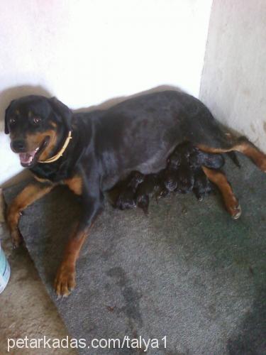 talyaveapollo Dişi Rottweiler