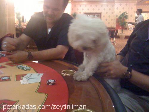 zeytin Dişi Maltese