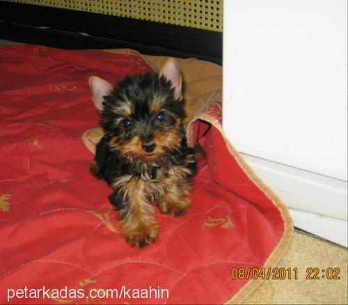 çakıl Dişi Yorkshire Terrier