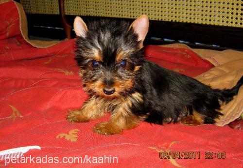 çakıl Dişi Yorkshire Terrier