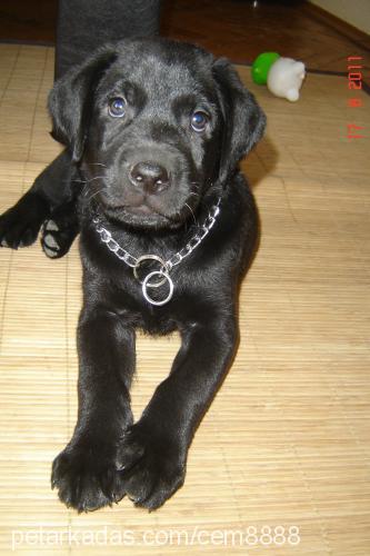 zeus Erkek Labrador Retriever