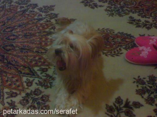 pera Dişi Yorkshire Terrier