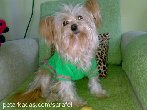 pera Dişi Yorkshire Terrier