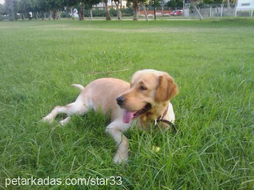 star Erkek Golden Retriever