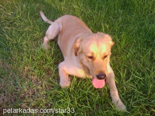 star Erkek Golden Retriever