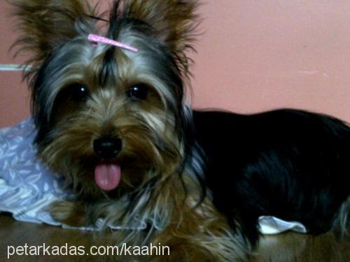 çakıl Dişi Yorkshire Terrier