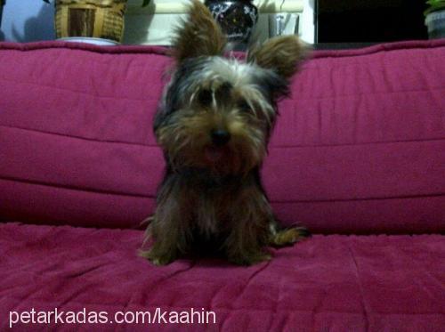 çakıl Dişi Yorkshire Terrier