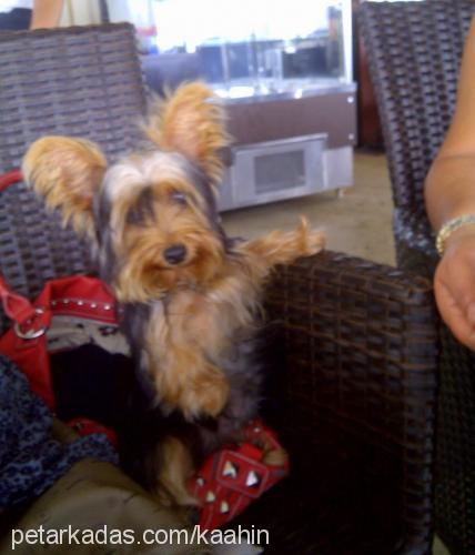 çakıl Dişi Yorkshire Terrier