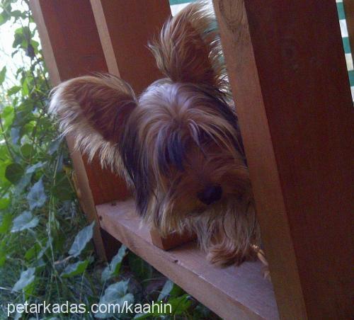 çakıl Dişi Yorkshire Terrier