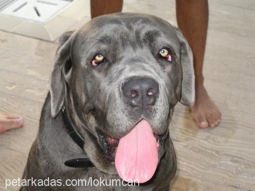 lokum Erkek Napoliten Mastiff