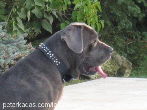 lokum Erkek Napoliten Mastiff