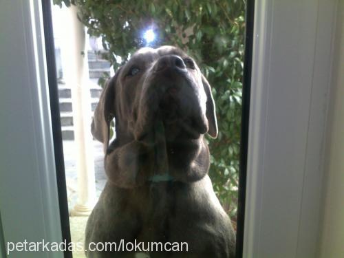 lokum Erkek Napoliten Mastiff