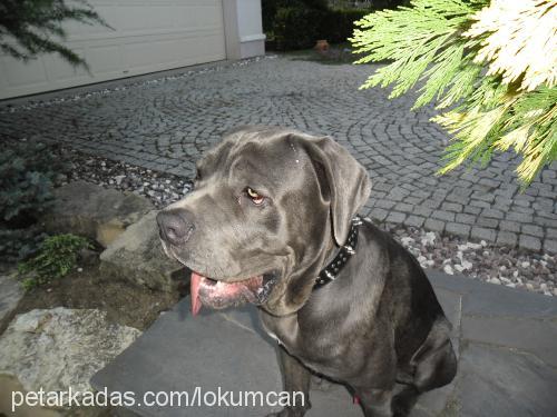 lokum Erkek Napoliten Mastiff