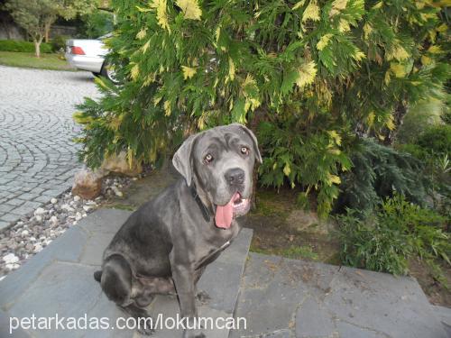 lokum Erkek Napoliten Mastiff