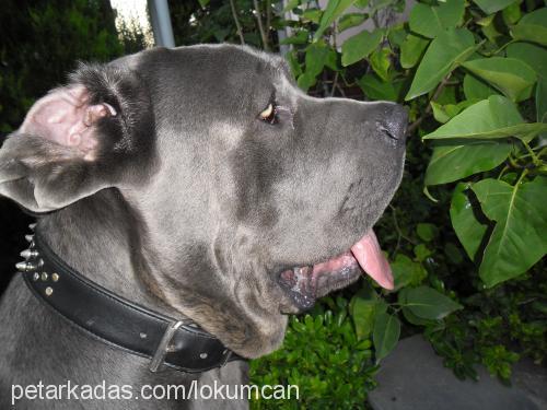 lokum Erkek Napoliten Mastiff