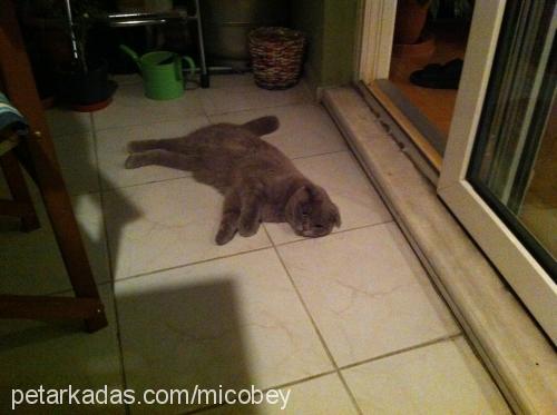 miço Erkek Scottish Fold