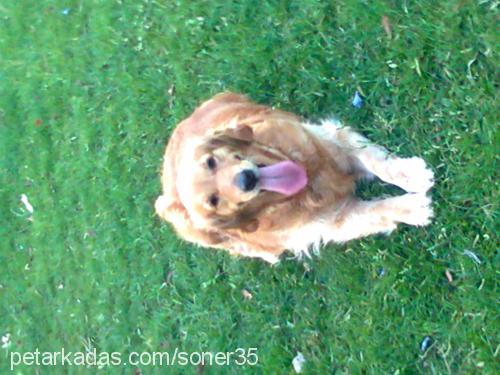 jessy Dişi Golden Retriever