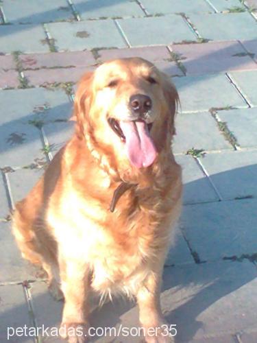 jessy Dişi Golden Retriever