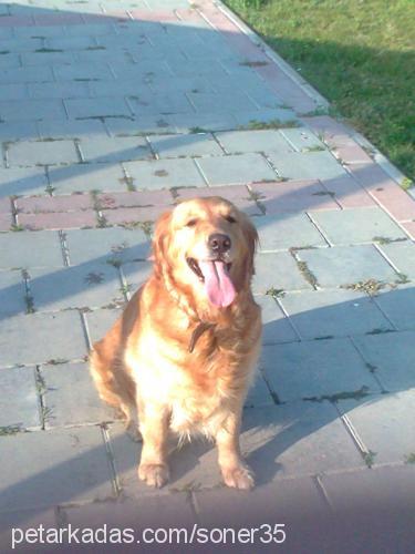 jessy Dişi Golden Retriever