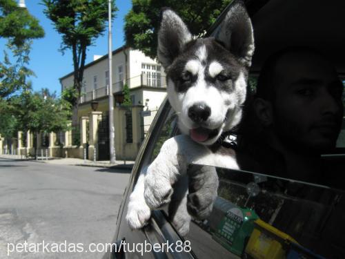 Çakir Erkek Sibirya Kurdu (Husky)