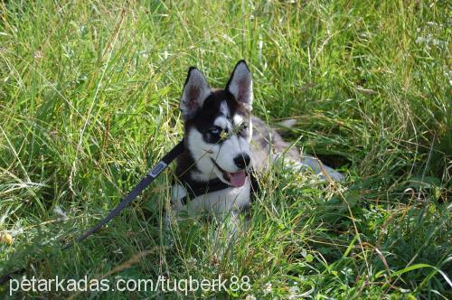 Çakir Erkek Sibirya Kurdu (Husky)