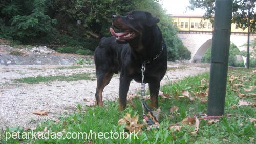 hector Erkek Rottweiler