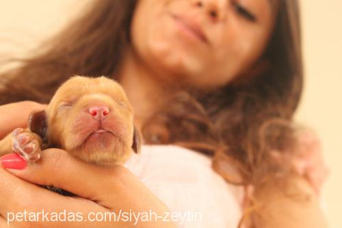 şirine Dişi İngiliz Cocker Spaniel