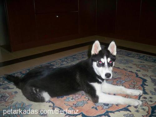 hera Dişi Sibirya Kurdu (Husky)