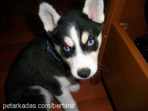 hera Dişi Sibirya Kurdu (Husky)