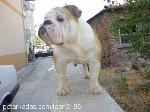 beyboş Dişi İngiliz Bulldog